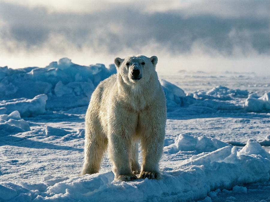 黑丝北极熊视频演示 北极熊冰原生存写真