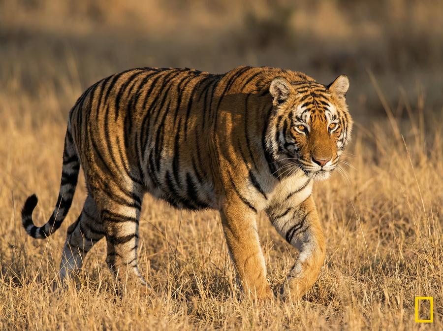 黑丝老虎视频教程 孟加拉虎丛林追踪写真